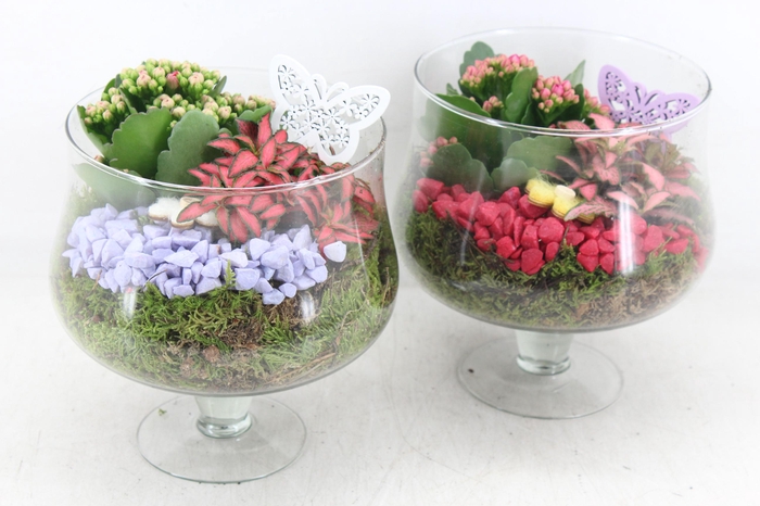 <h4>arr2 PL - Glas op voet x6  - bordeaux/lila</h4>