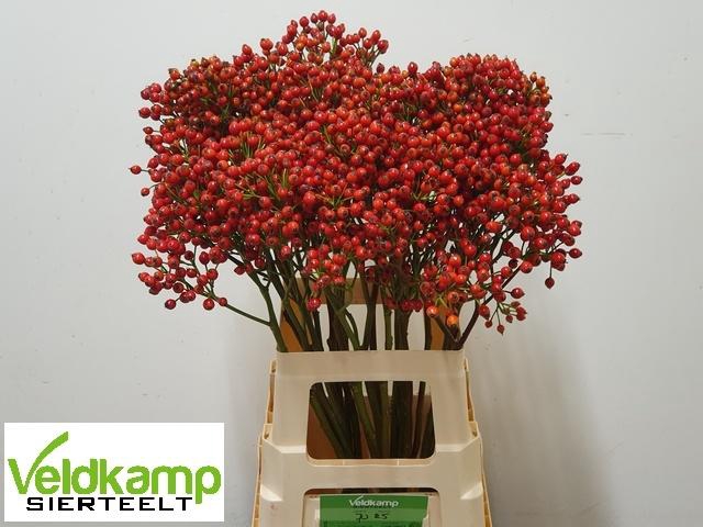 <h4>ROSA MAG SUNSET</h4>