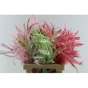 Grevillea Ivanhoe Mix