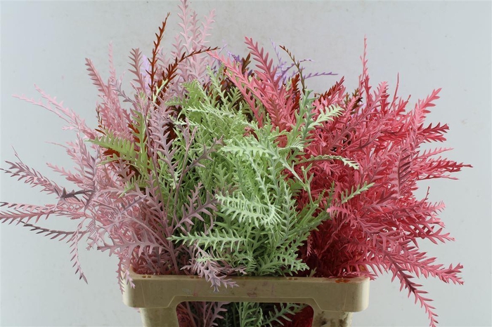 <h4>Grevillea Ivanhoe Mix</h4>