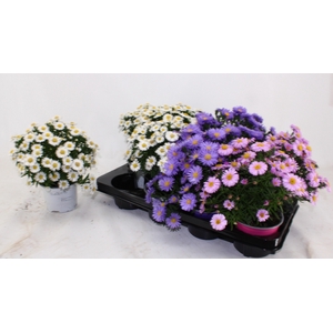 ASTER D AL LIGH PINK
