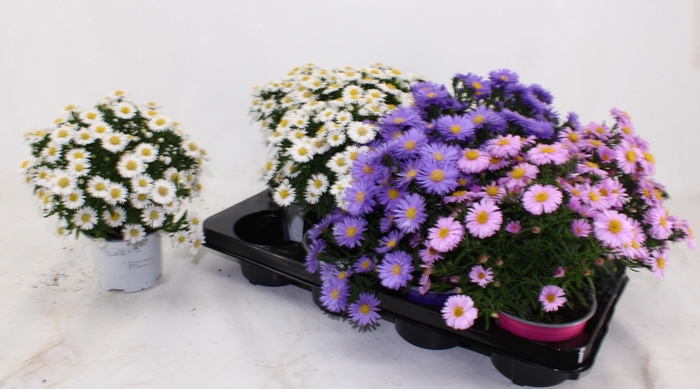 <h4>ASTER D AL LIGH PINK</h4>