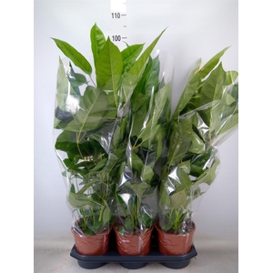 Schefflera actin. 'Amate'