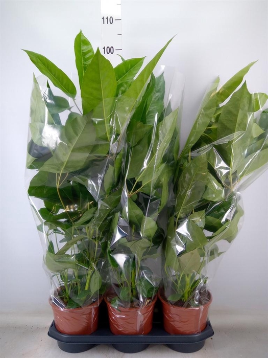 <h4>Schefflera actin. 'Amate'</h4>