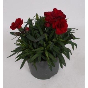 Dianthus  'Oscar Dark Red'