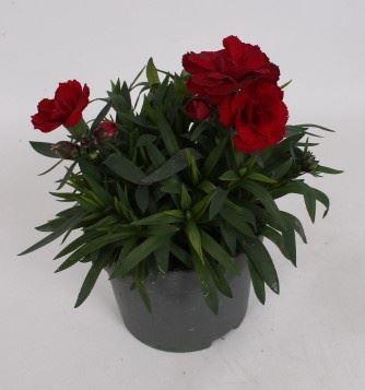<h4>Dianthus  'Oscar Dark Red'</h4>