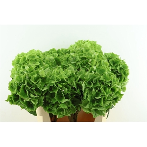 Hydr M. Cl. Emerald 75-20