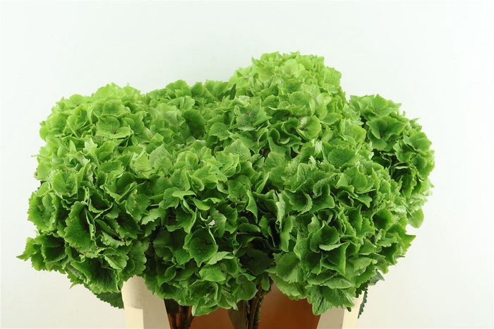 <h4>Hydr M. Cl. Emerald 75-20</h4>