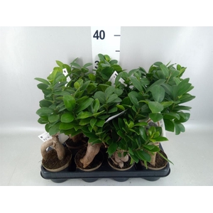 Ficus microcarpa 'Ginseng'