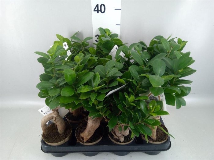 <h4>Ficus microcarpa 'Ginseng'</h4>