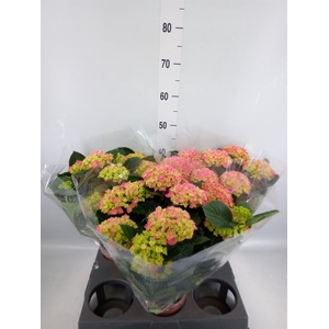 Hydrangea mac. 'Anda'