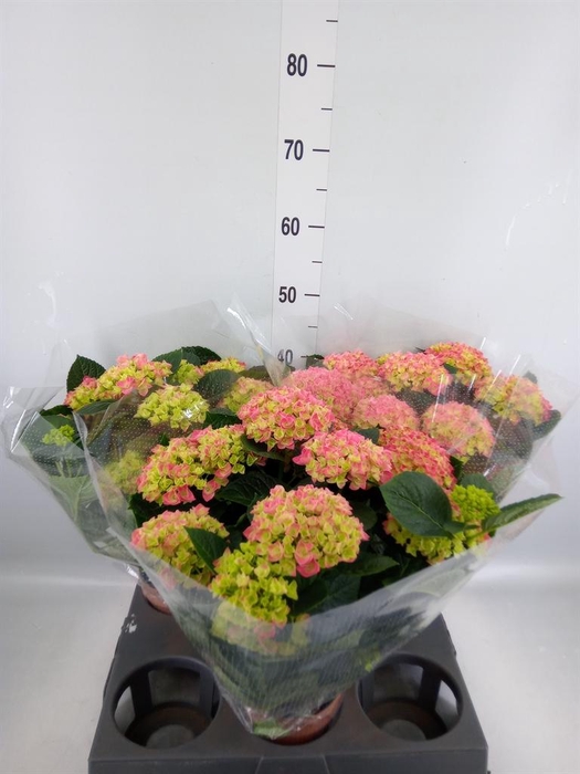 <h4>Hydrangea mac. 'Anda'</h4>