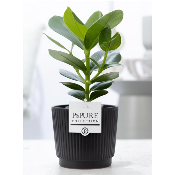 <h4>Clusia Rosea Princess in P&PURE Liv ceramics matt black</h4>