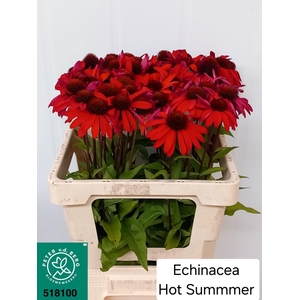 ECHI PURPUREA