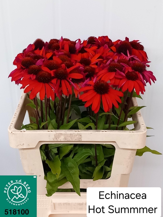 <h4>ECHI PURPUREA</h4>