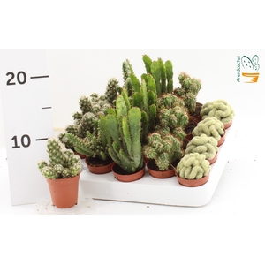 CACTUS GEM