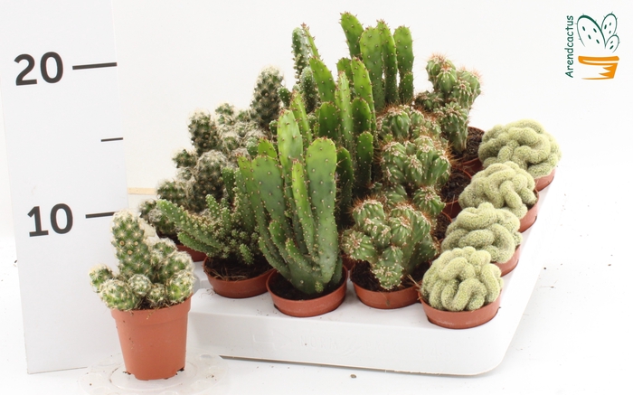 <h4>CACTUS GEM</h4>