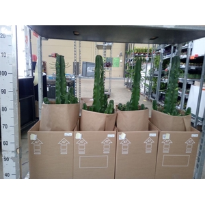 Euphorbia abyssinica