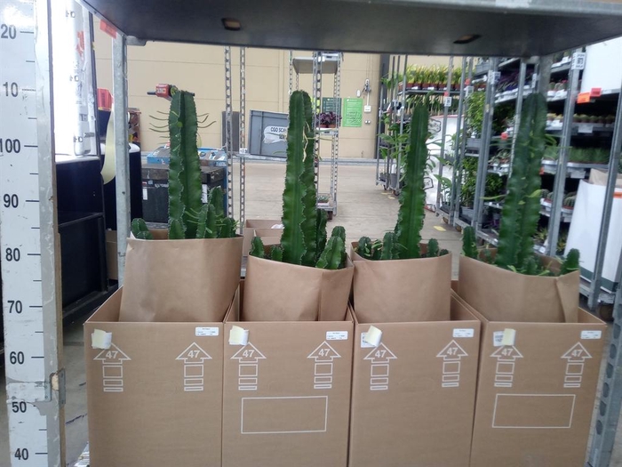 <h4>Euphorbia abyssinica</h4>