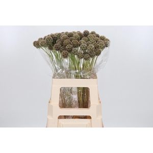 Scabiosa Stell Zaaddoos