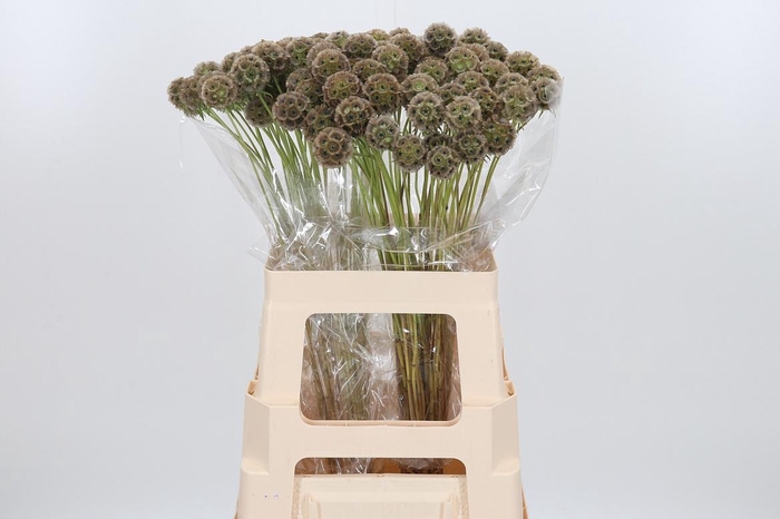 <h4>Scabiosa Stell Zaaddoos</h4>