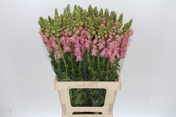 <h4>Antirrhinum Potomac Early Pink</h4>