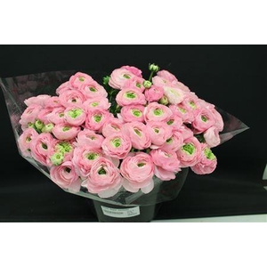 Cloni Super Confetto