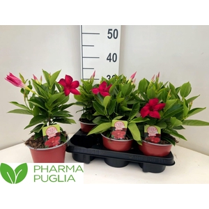 MANDE RIO GRANDE RED