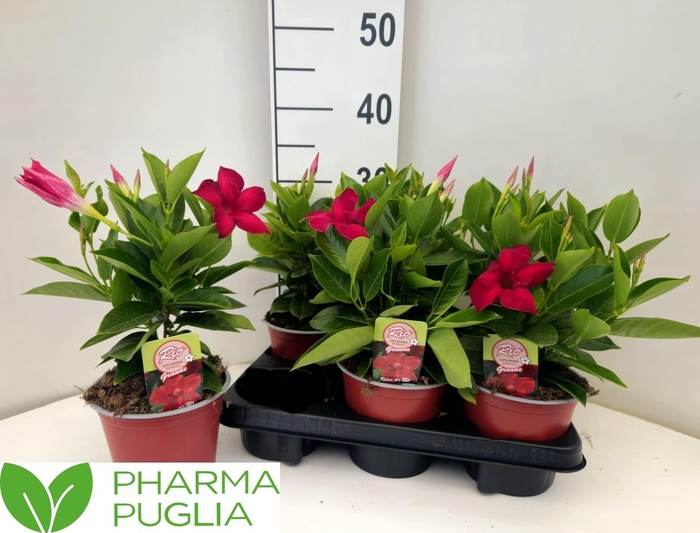 <h4>MANDE RIO GRANDE RED</h4>