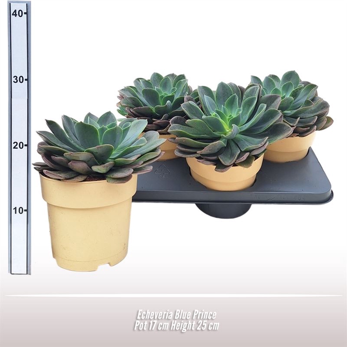 <h4>Echeveria Blue Prince</h4>