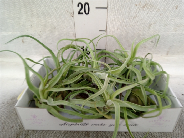 Tillandsia