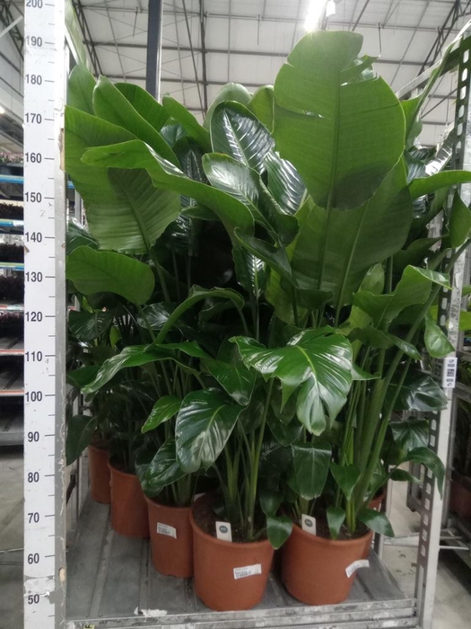 <h4>Strelitzia nicolai</h4>