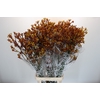 Anigozanthos Gold Fever