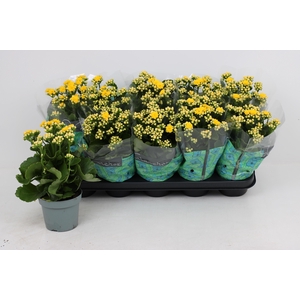 KAL GE PERFECTA YELL