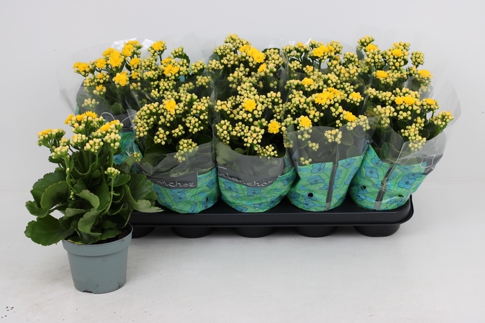 <h4>KAL GE PERFECTA YELL</h4>