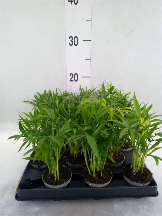 <h4>Chamaedorea elegans</h4>