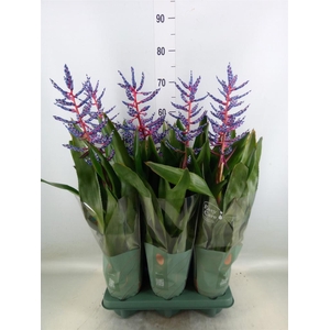 Aechmea  'Blue Rain'
