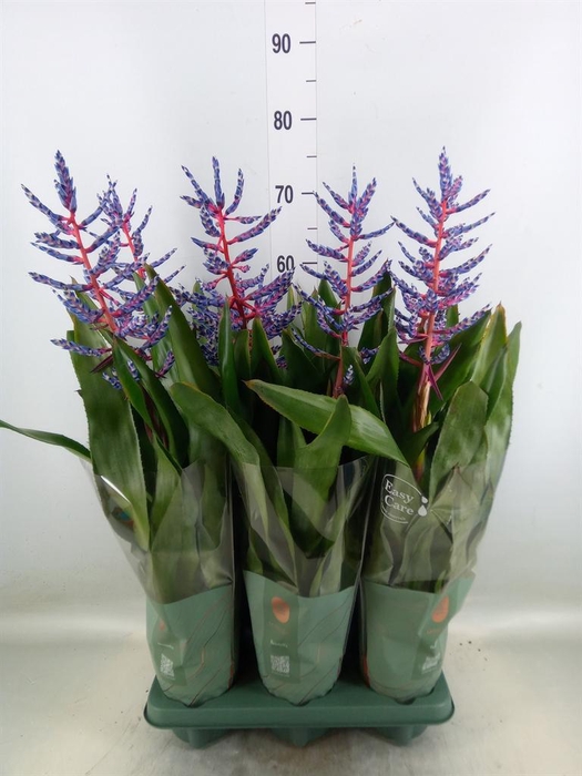 <h4>Aechmea 'Blue Rain'</h4>