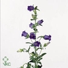 Campanula medium champion blue