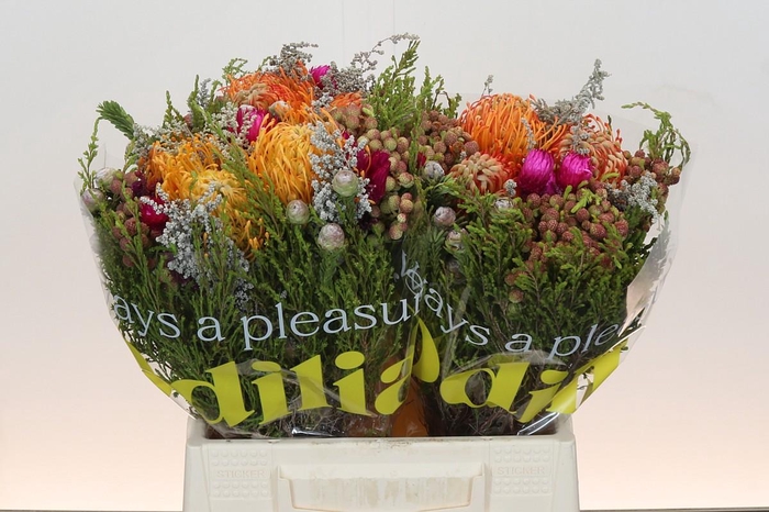 <h4>BQ Nutans 3 Flower</h4>