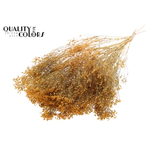 Broom Bloom p/bunch in poly Apricot