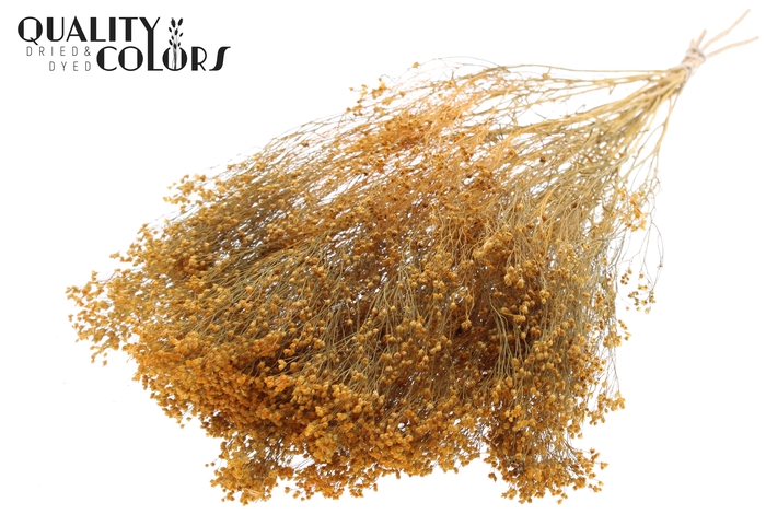 Broom Bloom p/bunch in poly Apricot