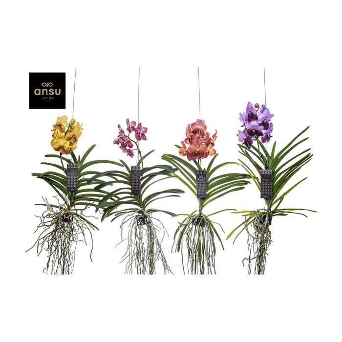 <h4>Vanda Special mix - Colour Mix</h4>