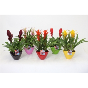 Bromelia variés