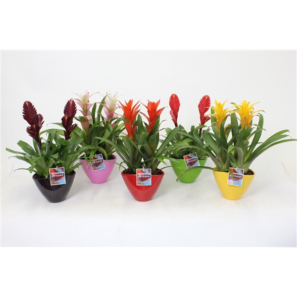 <h4>Bromelia variés</h4>
