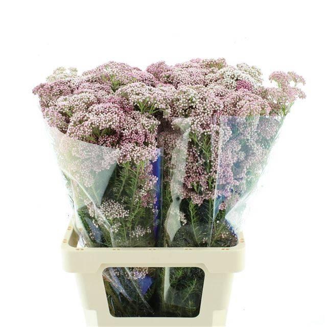 <h4>OZOTH COOKS HOT PINK 200 GRAM</h4>