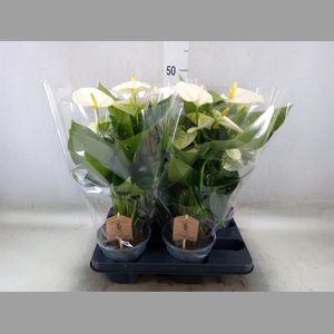 Anthurium andr. 'Cocos'