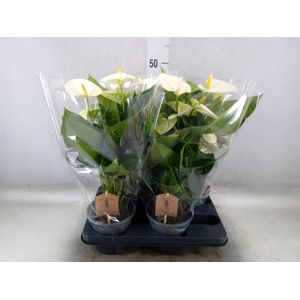Anthurium andr. 'Cocos'