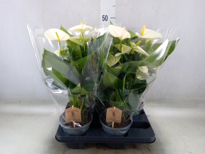 <h4>Anthurium andr. 'Cocos'</h4>