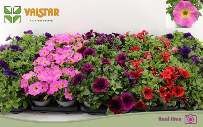 <h4>PET FAMOUS GEM</h4>